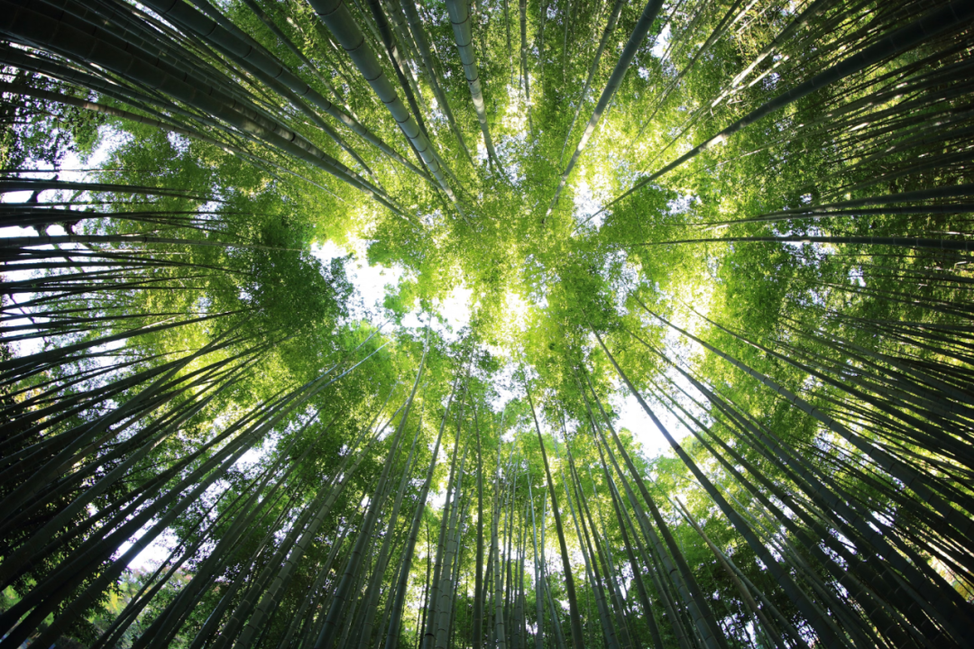 体验、红利、确定性,618给商家的「三重启示」