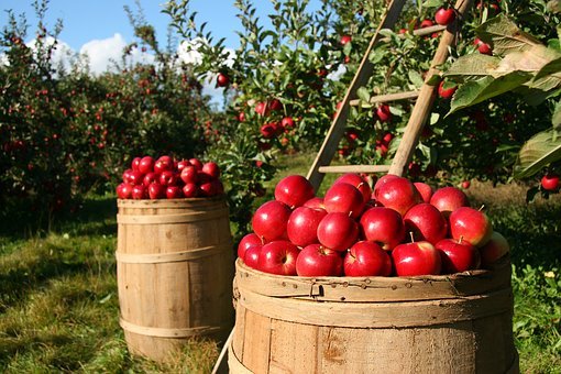 水果apples-1872997__340.jpg
