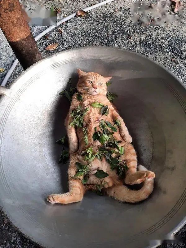 花西子，铁锅炖自己