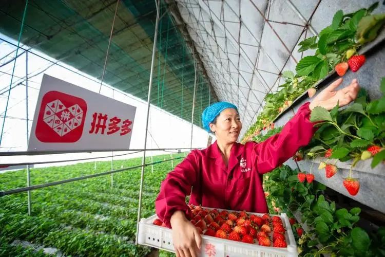 拼多多读懂“农心”:要增销,也要增收