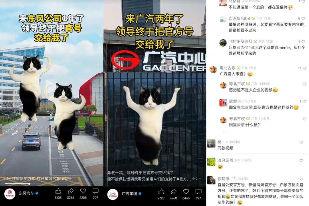 在小红书2天涨粉2万，&ldquo;猫meme&rdquo;成流量密码？