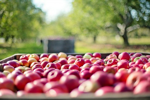 水果apples-1004886__340.jpg