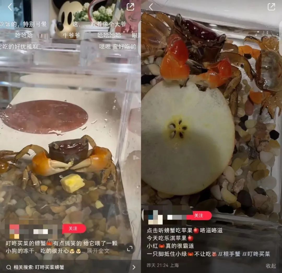 螃蟹当顶流,又是被“颠”咚买菜硬控的一天