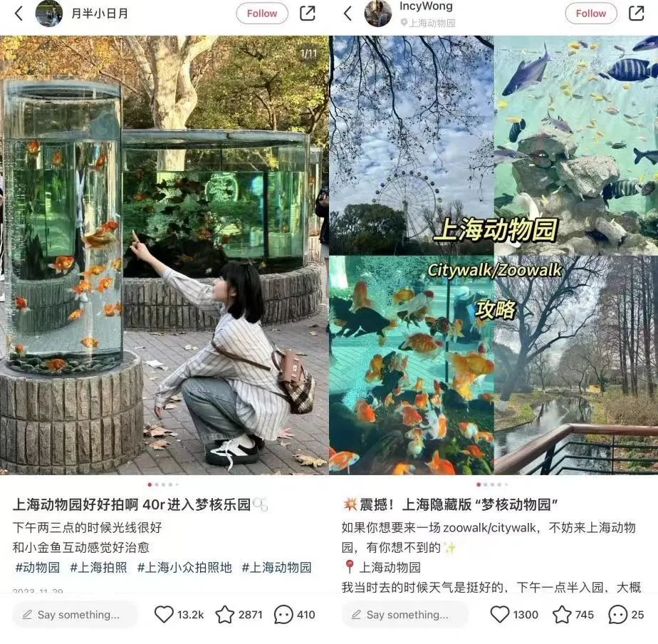 动物园怎么逆袭成了顶流? | 文旅专题02