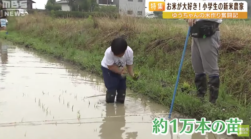 日本9岁小学生暑假租600㎡地，学会了种田，实现吃米饭自由！网友：动手能力比我强1000倍！