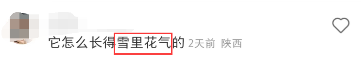 东方树叶被魔改!网友:啤里啤气