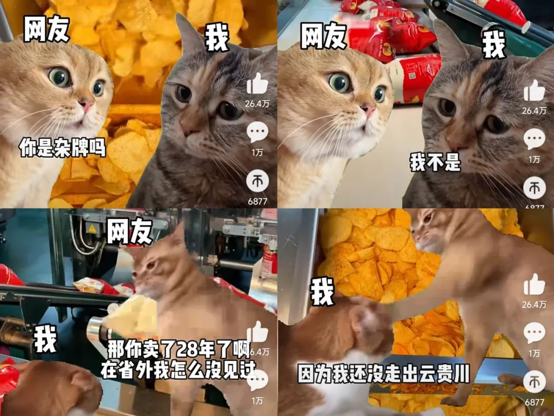 在小红书2天涨粉2万，&ldquo;猫meme&rdquo;成流量密码？