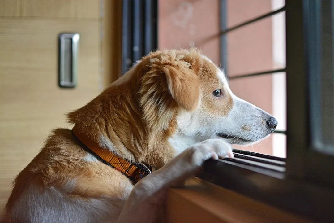 我花8000元,买到一只后院猫