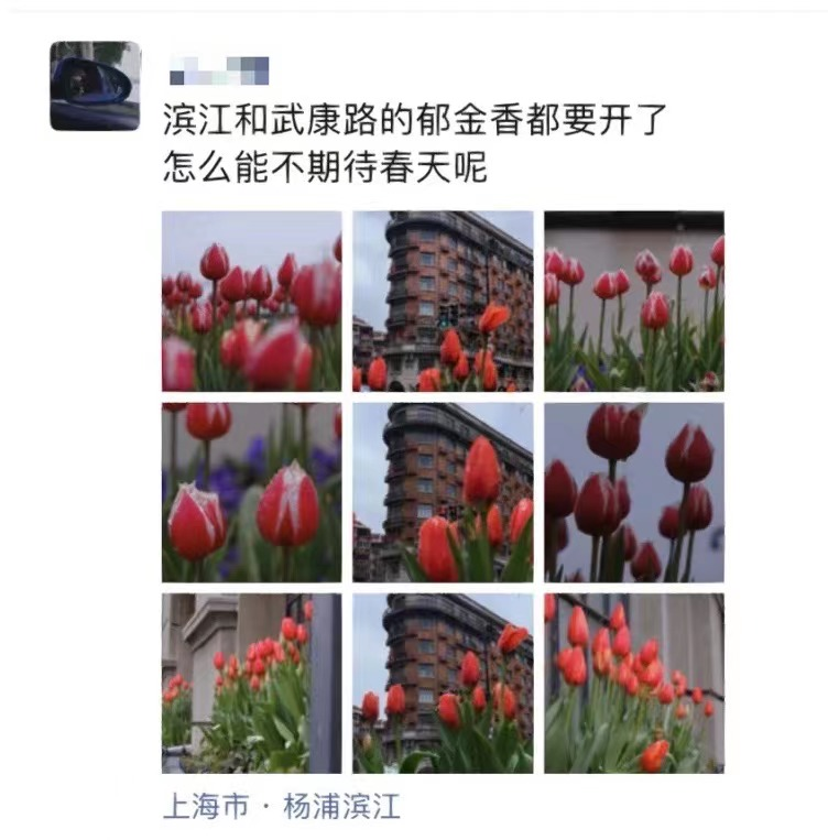 上海武康路郁金香陷&ldquo;诈骗门&rdquo;？城市营销别太离谱了