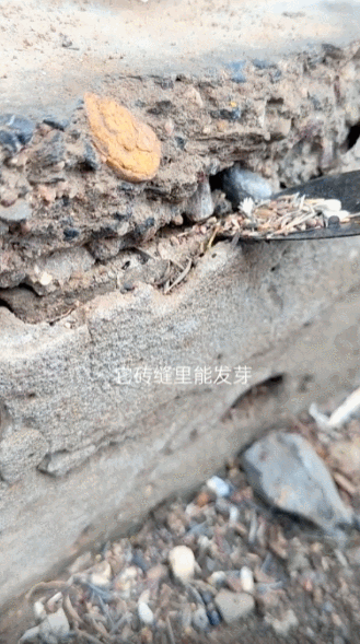 1天12.3w单，花卉商品如何利用「感官刺激」带动抖音销量疯涨？