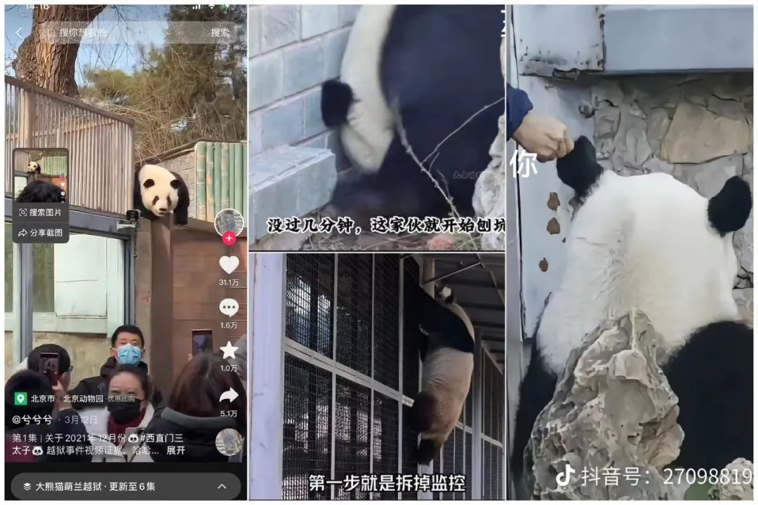 播放量破600亿,抖音又现新顶流