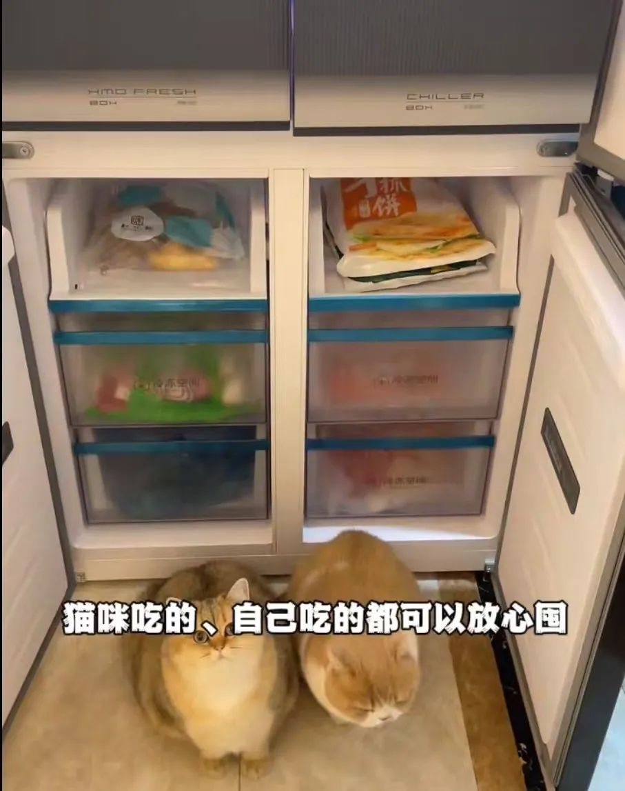 康佳打造&ldquo;宠物友好型&rdquo;家电，或引领消费新趋势