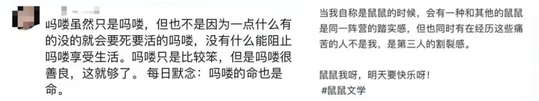 “豚门永存”!躺平佛系的动物IP火了,网梗如何变成“真金白银”?| 雷报