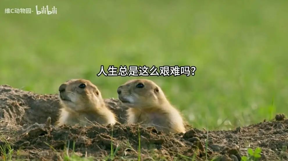 1个月涨粉超300万,这届年轻人有自己的《动物世界》