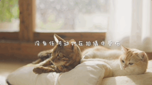 请把所有广告都拍成这样!
