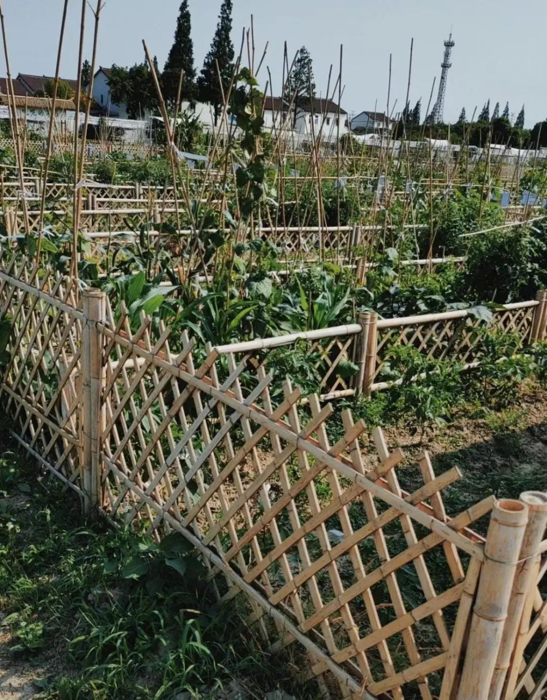 北上广一年3000元的共享菜地被疯抢，共享菜园真的赚钱吗？
