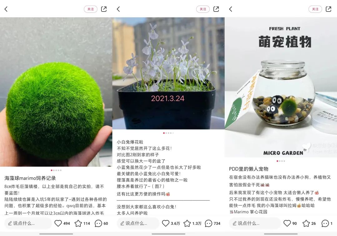 猫猫狗狗失宠了?这届年轻人竟然养起了「石头」