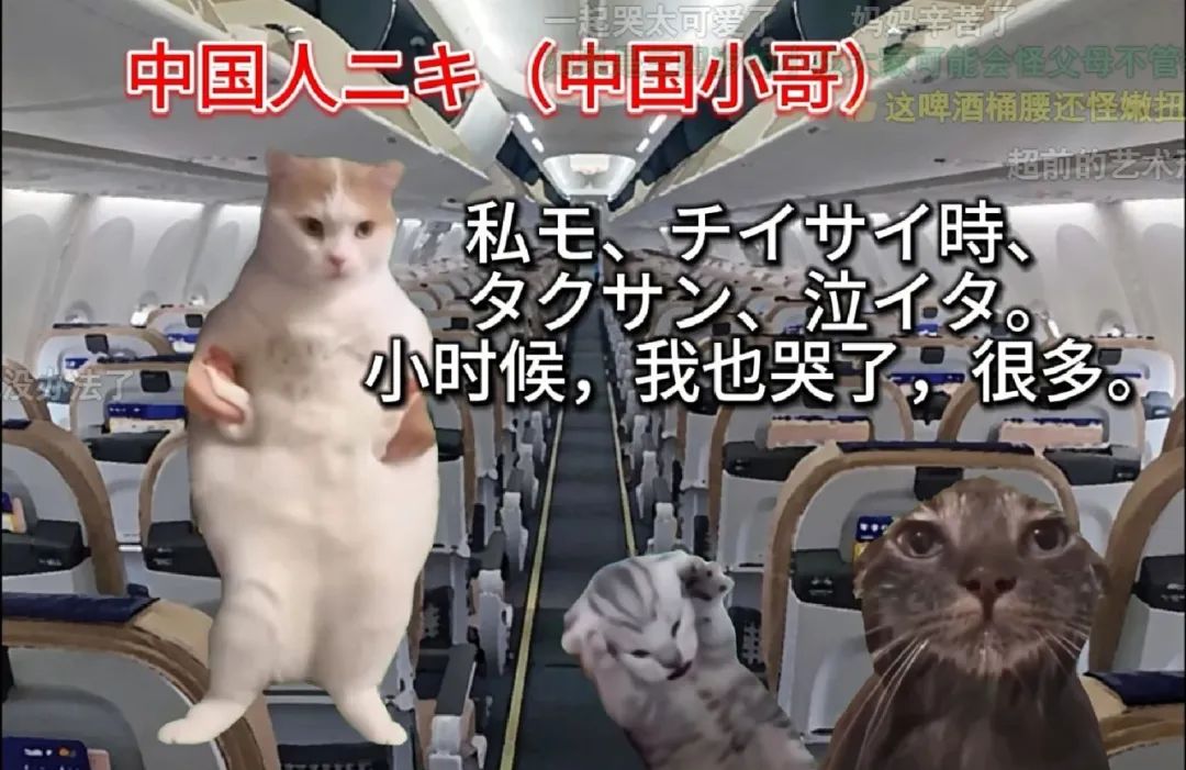 7天B站涨粉20万，&ldquo;猫meme&rdquo;为何风靡全网？