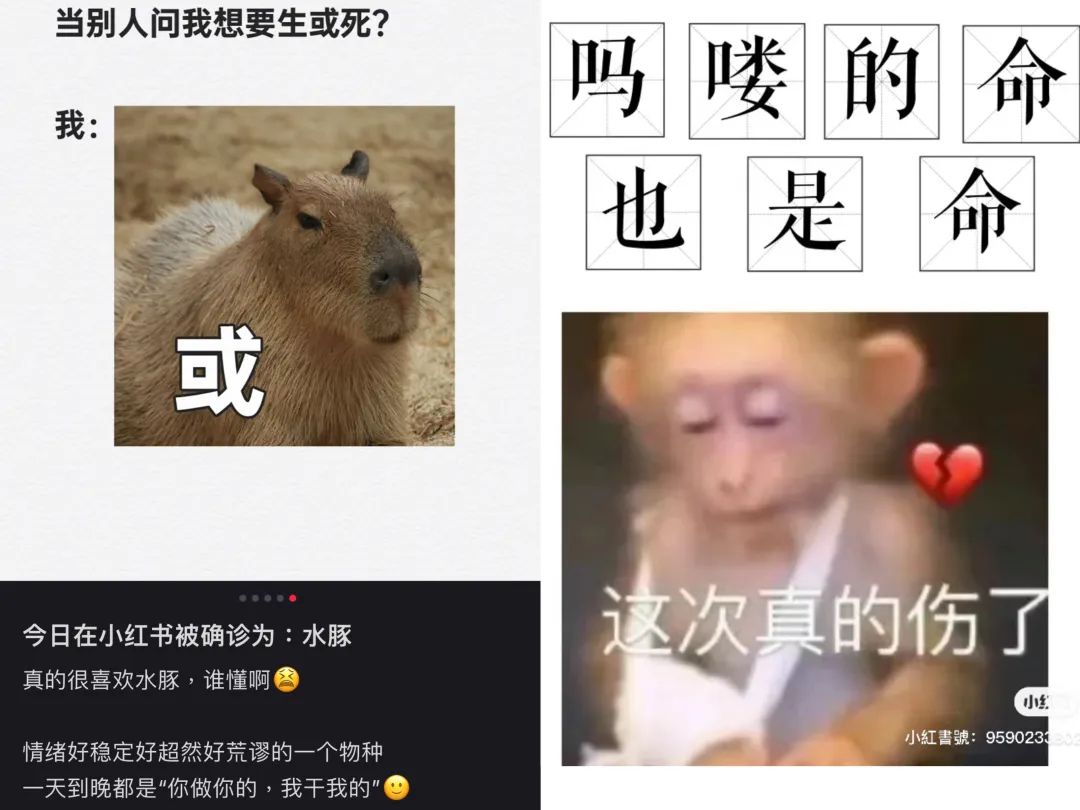 人宠关系升级,食品饮料品牌如何“伺宠而娇”?