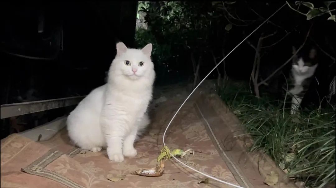 我花8000元,买到一只后院猫