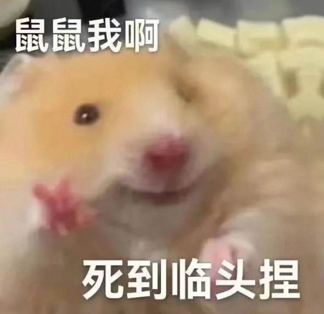 全网播放量超5亿,这届年轻人“偷感很重”