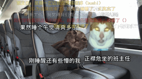 7天B站涨粉20万，&ldquo;猫meme&rdquo;为何风靡全网？