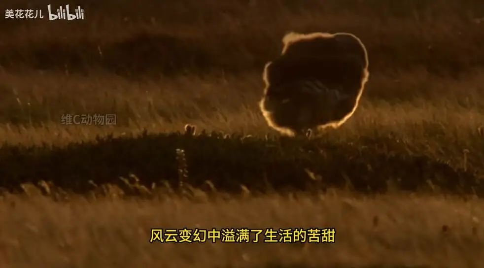 1个月涨粉超300万,这届年轻人有自己的《动物世界》