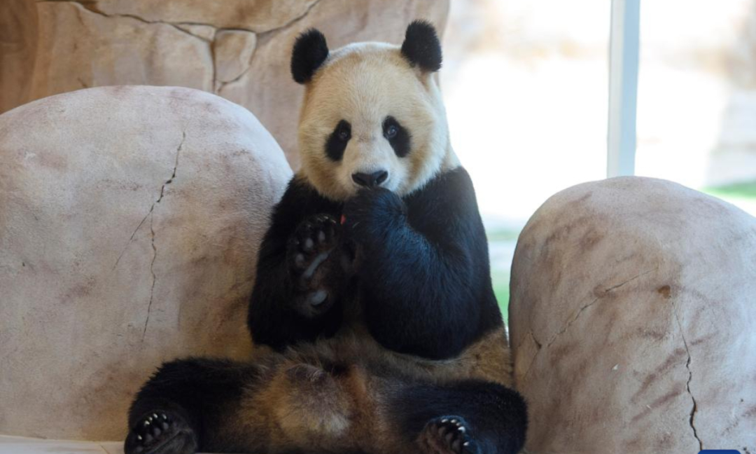 中国熊猫进卡塔尔，胖了6斤！住3.6亿宫殿，24小时吹空调泡温泉！网友：我去住我也得胖&hellip;&hellip;