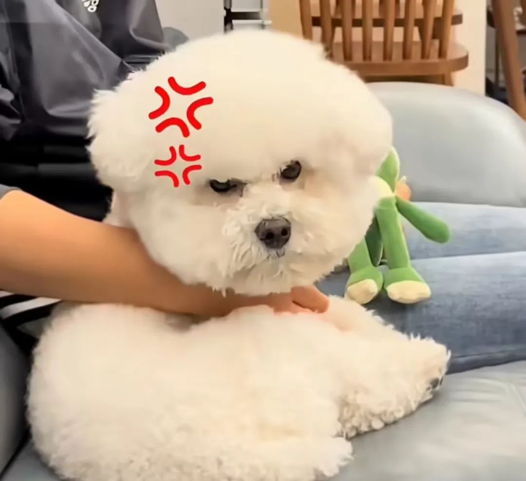 请羊驼直播,香飘飘的创意好抽象