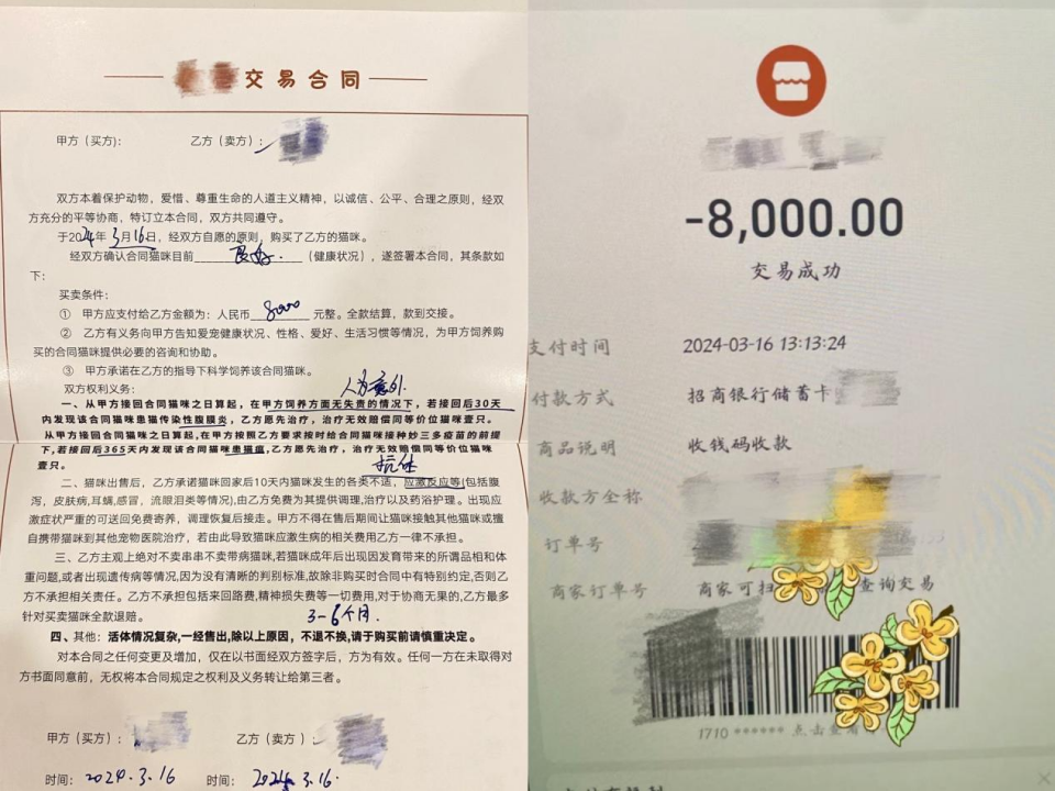 我花8000元,买到一只后院猫
