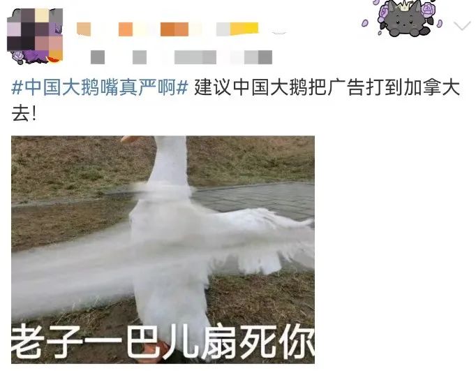 “中国大鹅”火了!双11最强带货王,竟然是网友?