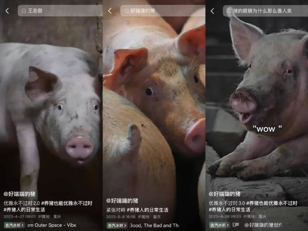 单月涨粉228万,为何大家都爱看美少女优雅养猪?
