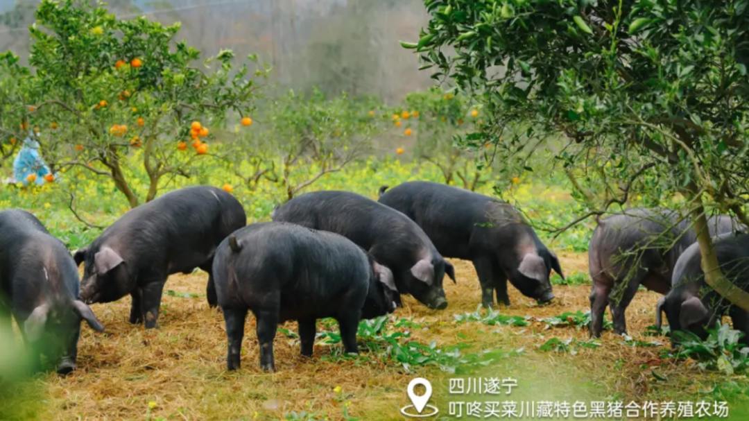 叮咚买菜2024Q1财报：&ldquo;增长飞轮&rdquo;突显，净利润同比提升583.2%