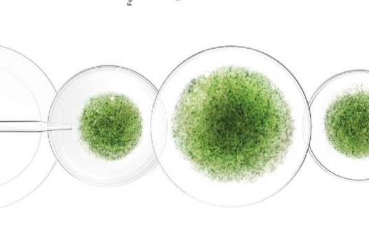 新原料资讯|ACI 推两款促进心血管健康成分Hytolive® 和 Vintera™;研究显示,沙棘提取物可减缓皮肤老化过程