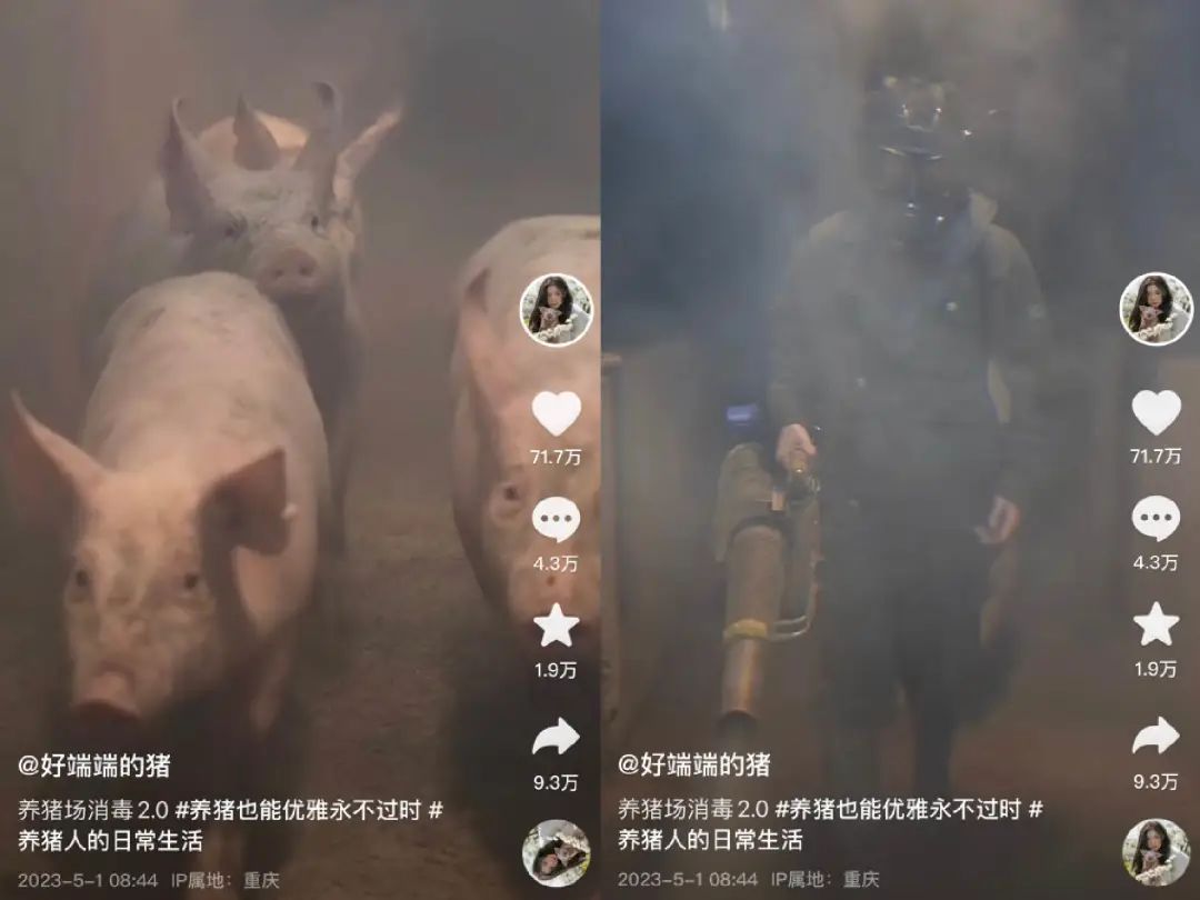 单月涨粉228万,为何大家都爱看美少女优雅养猪?