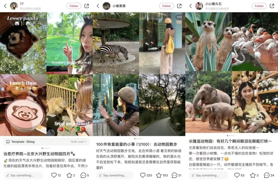 动物园怎么逆袭成了顶流? | 文旅专题02