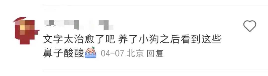 看哭全网的小狗广告翻车?反转来得太突然!