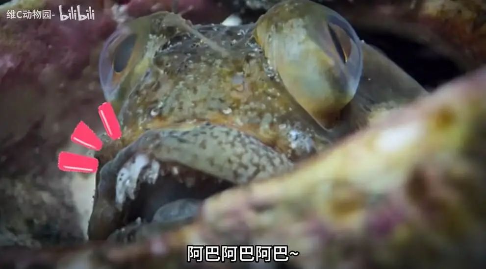 1个月涨粉超300万,这届年轻人有自己的《动物世界》