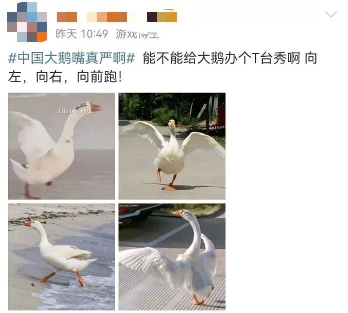 “中国大鹅”火了!双11最强带货王,竟然是网友?