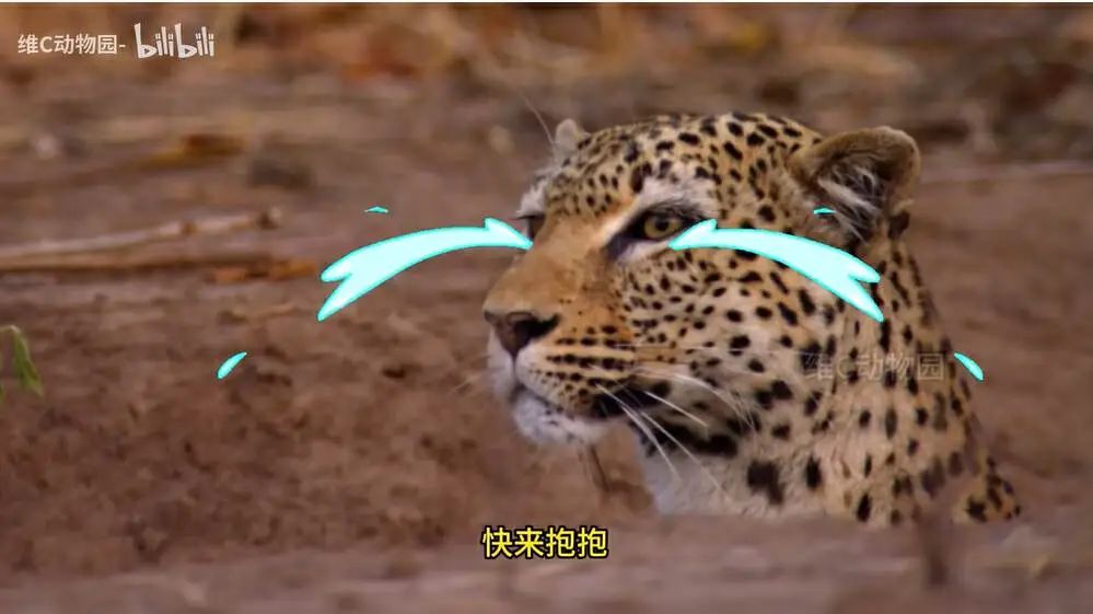 1个月涨粉超300万,这届年轻人有自己的《动物世界》
