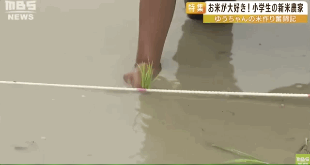 日本9岁小学生暑假租600㎡地，学会了种田，实现吃米饭自由！网友：动手能力比我强1000倍！