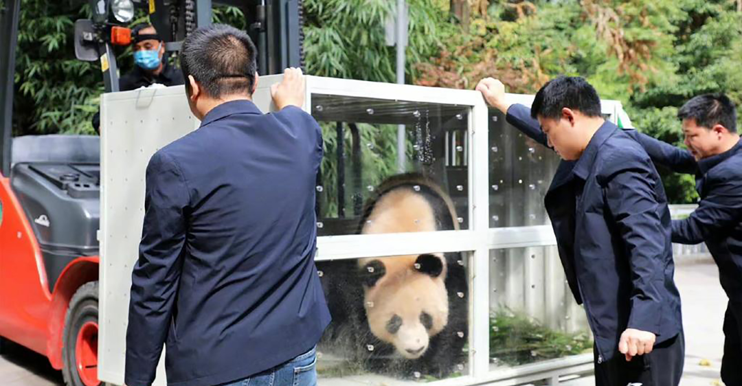 中国熊猫进卡塔尔，胖了6斤！住3.6亿宫殿，24小时吹空调泡温泉！网友：我去住我也得胖&hellip;&hellip;
