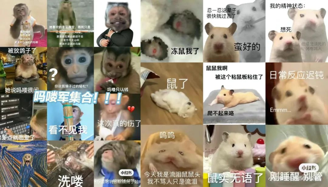 “豚门永存”!躺平佛系的动物IP火了,网梗如何变成“真金白银”?| 雷报