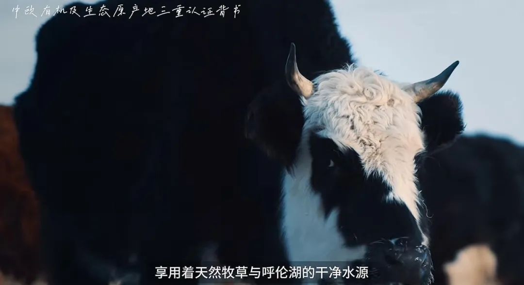 如何突围CNY大战,金典从一场全平台“有机”狂欢盛宴破局