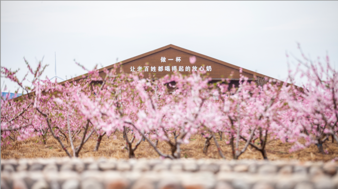 认养一头牛,十年跑出一头灵活且踏实的牛