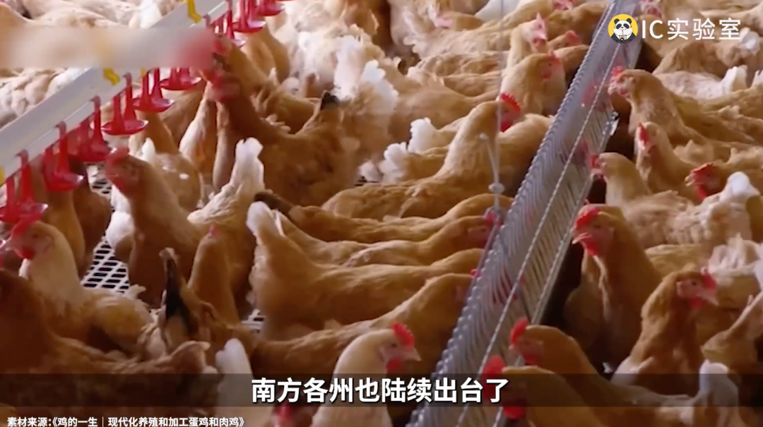 做鸡能有多挣钱?