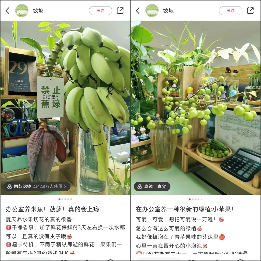 在办公室种&ldquo;下午茶&rdquo;，小红书流行&ldquo;果农&rdquo;风