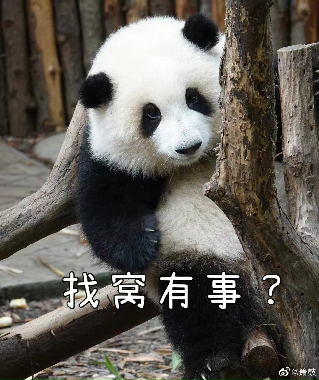 1个月抖音涨粉300万，年轻人捧红了野生新&ldquo;顶流&rdquo;！