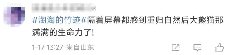 大熊猫保护日,淘宝拍了一支让人爱心爆棚的皮影戏
