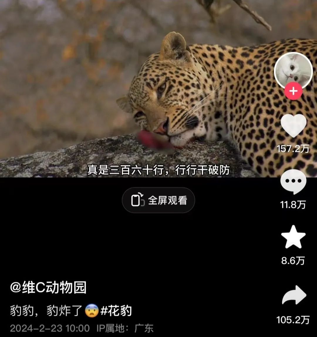 一月涨粉200万!00后解说《动物世界》段子文案笑癫了